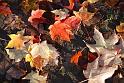 2009-10-26, Herbstfärbung (5)